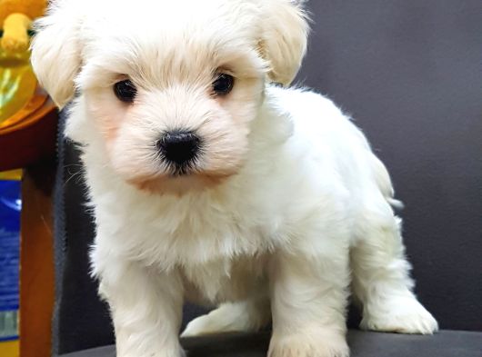 Maltese Terrier Yavrulari görsel