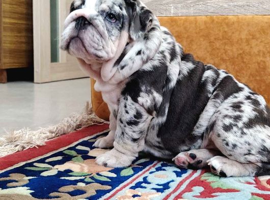 Blue Merle İngi̇li̇z Buldog görsel