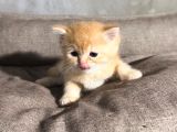 British Golden