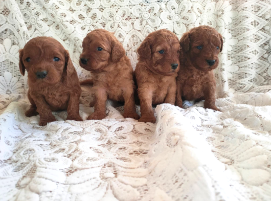 A Kalite Mini Boy Maltipoo Bebekler görsel