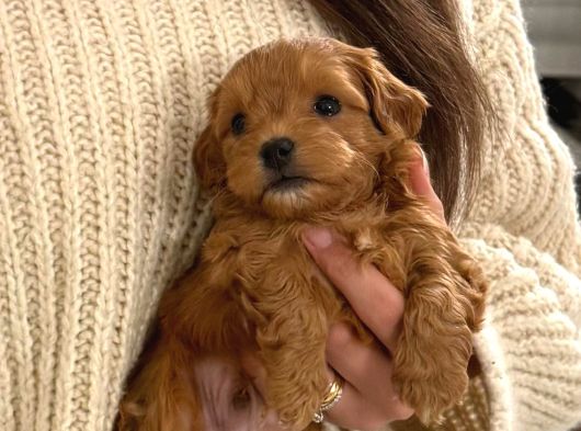 A kalite mini boy maltipoo bebekler