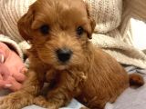 A Kalite Mini Boy Maltipoo Bebekler