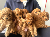 A Kalite poodle bebekler