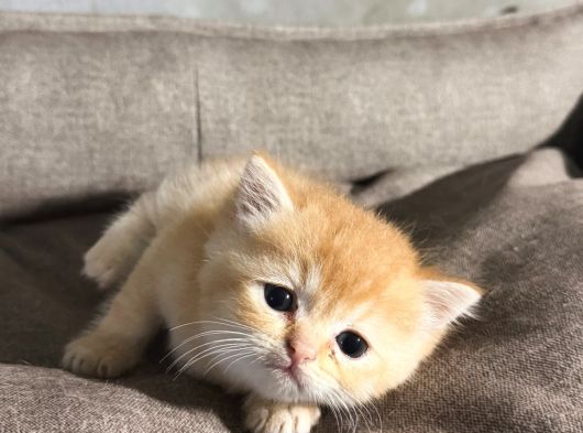 British Golden görsel