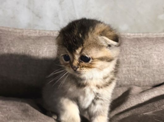 Scottish Golden Tabby görsel