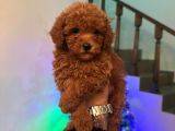 F1 Kalite Maltipoo Yavrularımız Teslime Hazır