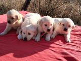 Golden Bebekler