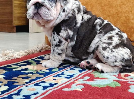 Blue Merle İngi̇li̇z Buldog görsel