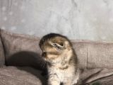 Scottish Golden Tabby