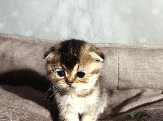 Scottish Golden Tabby