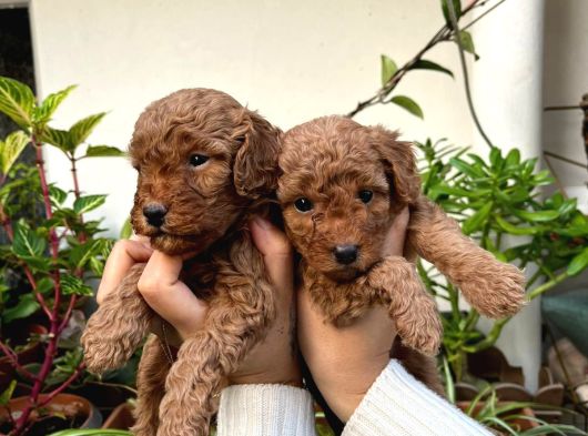 Mükemmel Toy Poodle Yavrularım Bunlara Aşık Olacaksınız