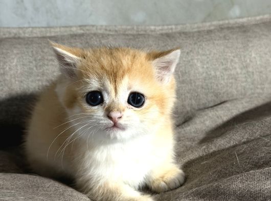 British Golden görsel