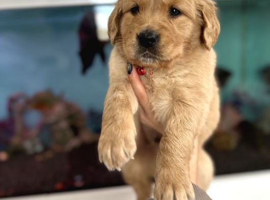 Golden bebekler