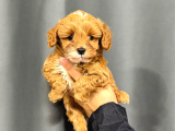 A Kalite Maltipoo Yavrularımız