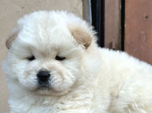 Ayı Surat Chow Chow