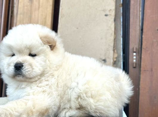 Ayı Surat Chow Chow görsel
