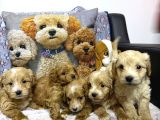 A Kalite Maltipoo Yavrularımız