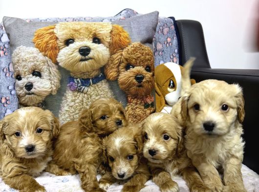 A Kalite Maltipoo Yavrularımız görsel