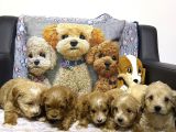 Maltipoo Yavru Köpek  Aile Dostu Oyuncu