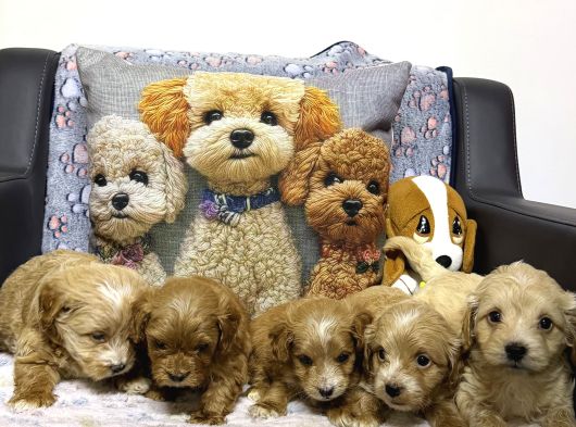 Maltipoo Yavru Köpek  Aile Dostu Oyuncu görsel