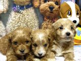 Maltipoo Yavru Köpek  Aile Dostu Oyuncu