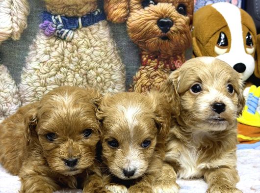 Maltipoo Yavru Köpek  Aile Dostu Oyuncu görsel