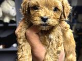 Maltipoo Yavru Köpek  Aile Dostu Oyuncu
