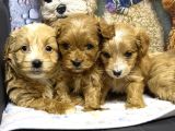 Maltipoo Yavru Köpek  Aile Dostu Oyuncu