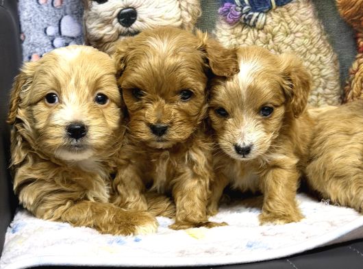 Maltipoo Yavru Köpek  Aile Dostu Oyuncu görsel
