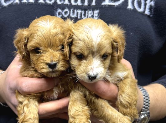 Maltipoo Yavru Köpek  Aile Dostu Oyuncu
