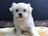 SAFLIK GARANTILI MALTESE BEBEKLER VONALP PET GARANTISIYLE