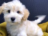 Maltipoo Yavrular Vonalp Pet Garantisiyle