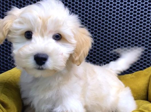 Maltipoo Yavrular Vonalp Pet Garantisiyle görsel