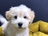 Maltipoo Yavrular Vonalp Pet Garantisiyle