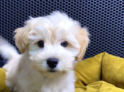 Maltipoo Yavrular Vonalp Pet Garantisiyle görsel