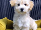 Maltipoo Yavrular Vonalp Pet Garantisiyle