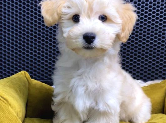 Maltipoo Yavrular Vonalp Pet Garantisiyle görsel