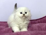 Beyaz Renk Scottish Fold Yavrulari Vonalp Pet Garantisiyle
