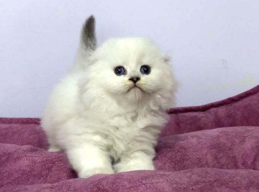 Beyaz Renk Scottish Fold Yavrulari Vonalp Pet Garantisiyle görsel