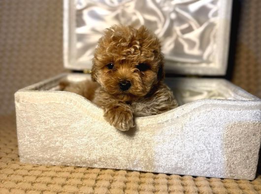 A Kalite Maltipoo Yavrularımız