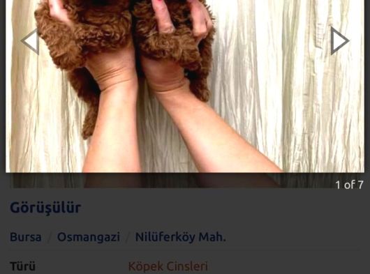 Toy Poodle Yavru Mama Ve Malzeme Kampanyalı görsel