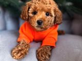 Aşıları Tam Teslime Hazır Orjinal ToyPoodle