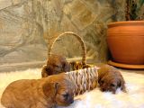 Maltipoo