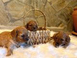 Maltipoo