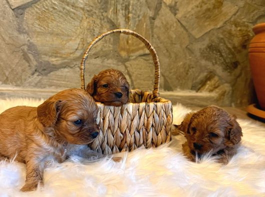Maltipoo görsel