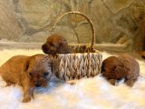 Maltipoo