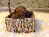 Maltipoo