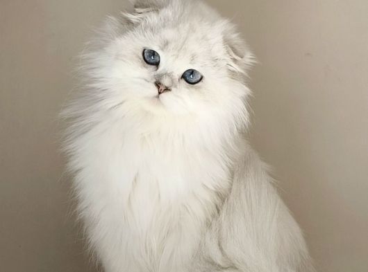 Scottish Fold Long Hair As-12 33 Erkek görsel
