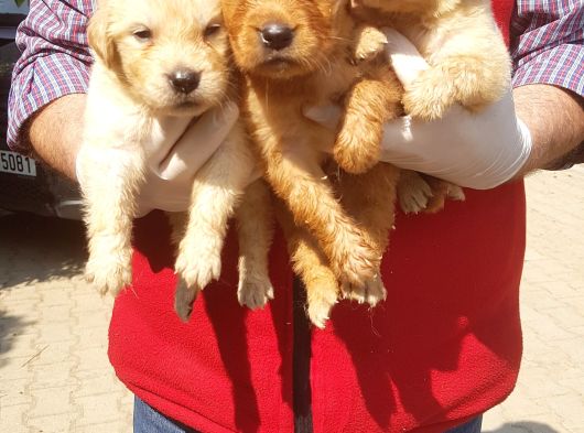 Golden Yavrulari Mama Ve Malzeme Kampanyali görsel