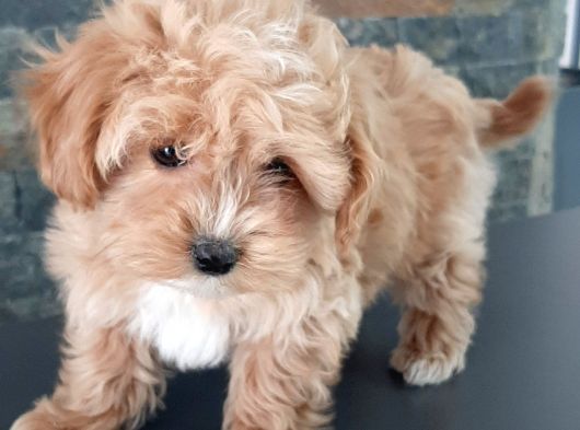 Efsane Güzel Malti̇poo Bebekleri̇ Si̇zleri̇ Bekli̇yor görsel